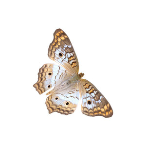 White Peacock - Butterfly Decal - Varying Sizes Available