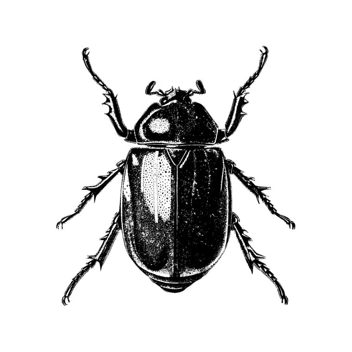 Beetle Decal - Pen and Ink Style Style Design 6 - 12" tall x 11" wide