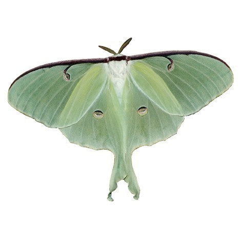 Luna Moth Decal - Available in various sizes