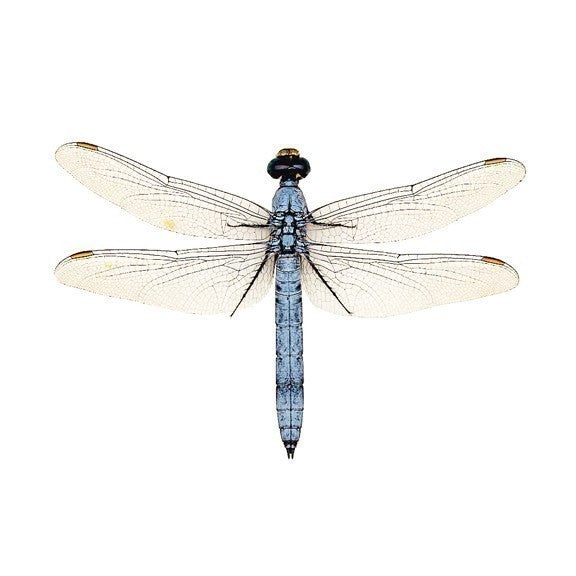 Light Blue Dragonfly Wall Decal - Available in various sizes