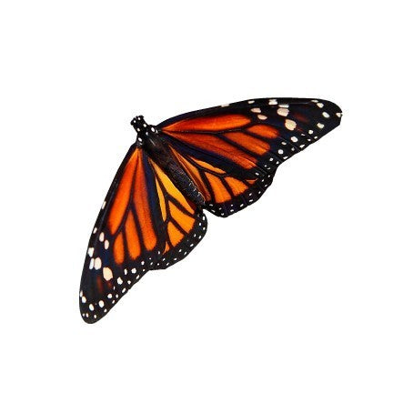 Monarch Butterfly Vinyl Decal Design 1