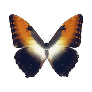 Orange and Black Butterfly Design 2 Vinyl Decal