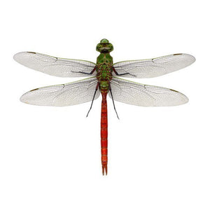 Red Dragonfly Wall Decal