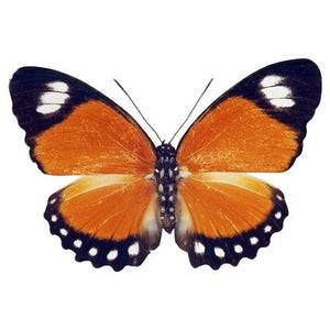 Orange and Black Butterfly Design 3 Decal