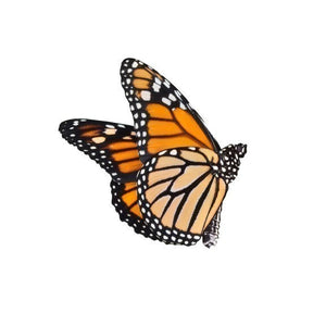 Monarch Butterfly Vinyl Decal Design 2