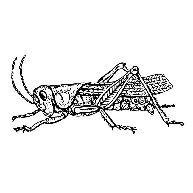 Grasshopper Decal - Pen and Ink Style - Available in various sizes
