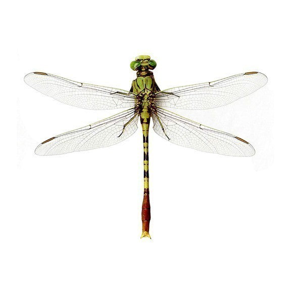 Large Bright Green Dragonfly Wall Decal - 9" tall x 12" wide