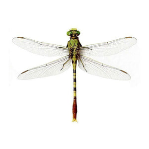 Large Bright Green Dragonfly Wall Decal - 9" tall x 12" wide