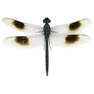 Spotted Winged Dragonfly Wall Decal - Available in various sizes