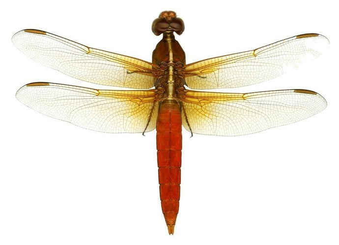 Deep Red Dragonfly Wall Decal