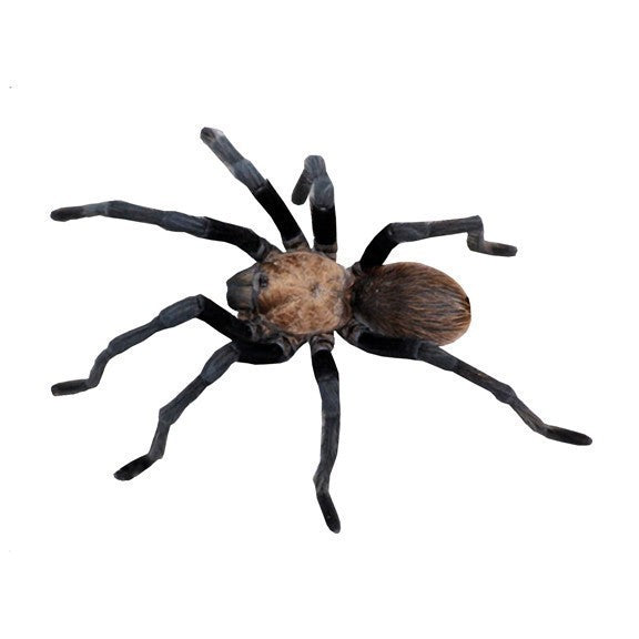 Creepy Crawly 5 Tarantula Spider Vinyl Decals