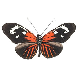 Orange and Black Butterfly Vinyl Decal