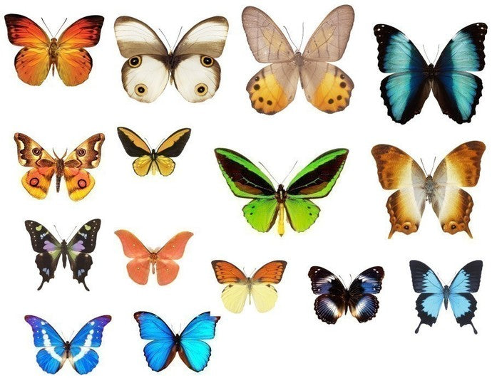 Assorted Mini Butterfly Decals