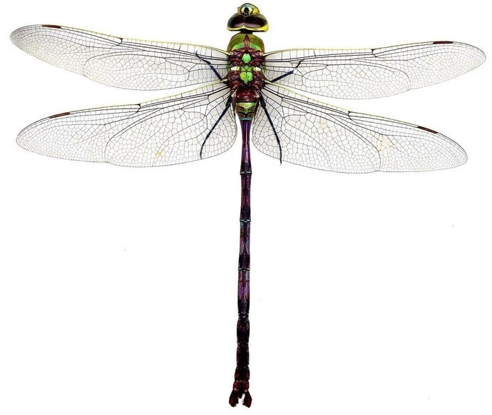 Green Dragonfly Wall Decal - Available in various sizes