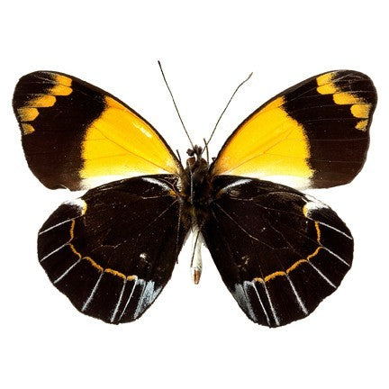 Yellow and Black Butterfly Design 2 Vinyl Decal