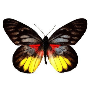 Red Yellow and Black Butterfly Vinyl Decal