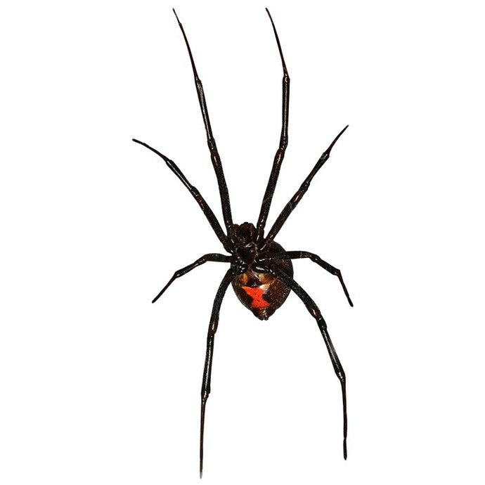 Black Widow Spider Decal Design 1 - 5.5" wide x 10" tall