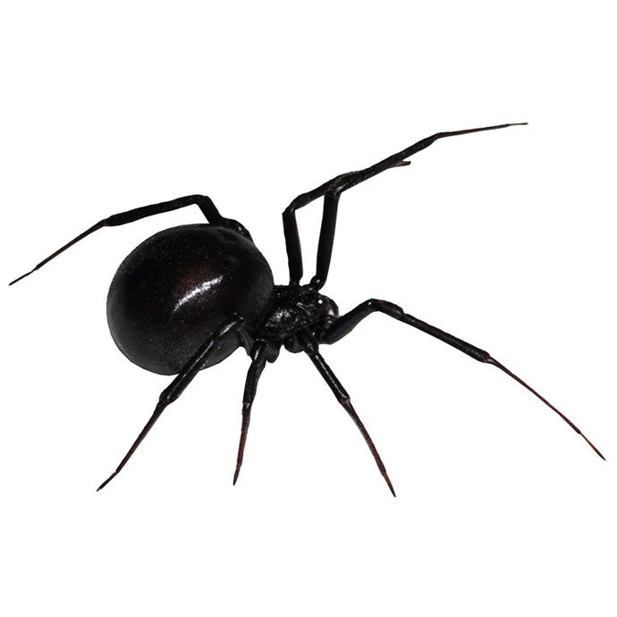 Black Widow Spider Decal Design 3 - 11" wide x 7" tall