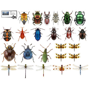 The 55 Piece Mega Bug Collection Decal Set
