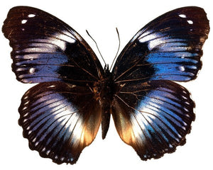 Lovely Black and Blue Butterfly Decal