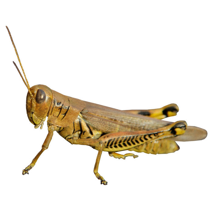 Grasshopper Design 1 Decal - 9" tall x 11" wide