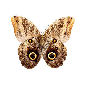 Brown Moth Vinyl Decal - Available in various sizes