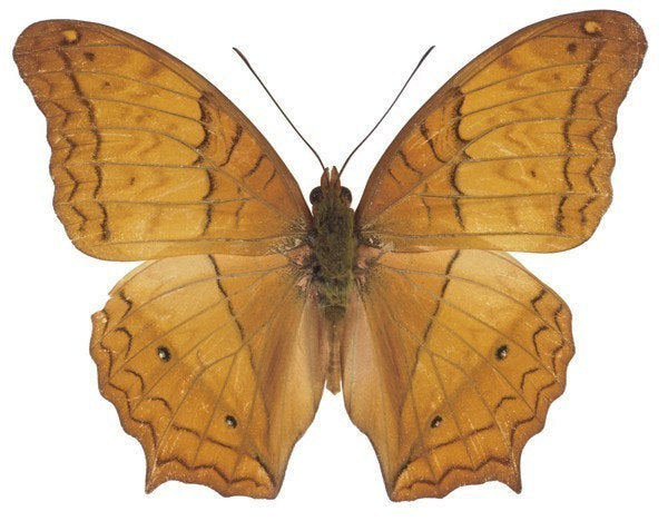 Golden Brown Moth Vinyl Decal - Available in various sizes