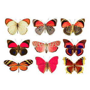 9 Fiery Moth Wall Decals- Sizes Shown in Last Example Image