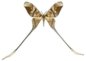 Brown Swallowtail Moth Decal