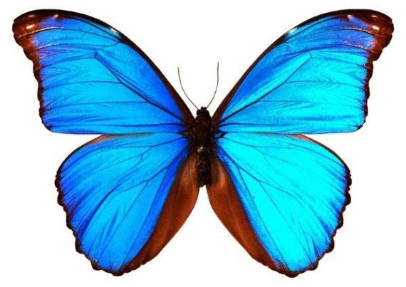 Bright Blue Butterfly Vinyl Decal - Available in various sizes