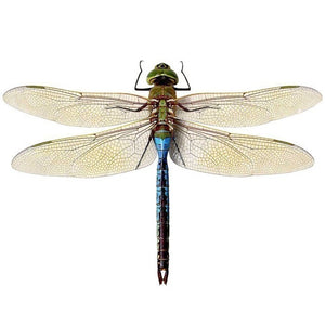 Large Blue Green Dragonfly Wall Decal - Available in various sizes
